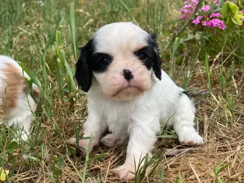 Cavalier King Charles Spaniel  Bonnie Tyler Du Mas De 1cf5e photo 2
