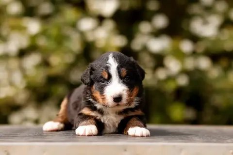 Bouvier Bernois  Chiot 8 De La Vallée De L'Hyrome
