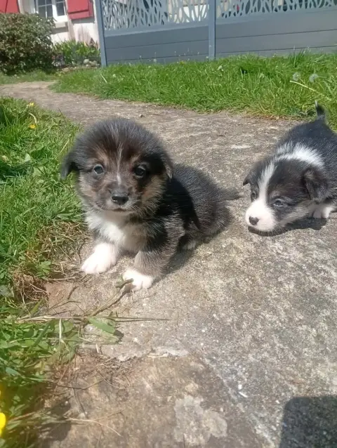 Welsh Corgi Pembroke  Chiot N°2 Du Regard De Bianca bd2f0 photo 2
