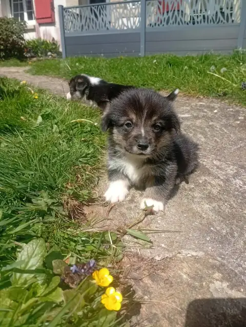 Welsh Corgi Pembroke  Chiot N°2 Du Regard De Bianca bd2f0 photo 3