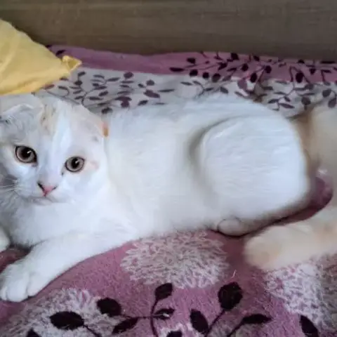 Petit Mâle Scottish Fold