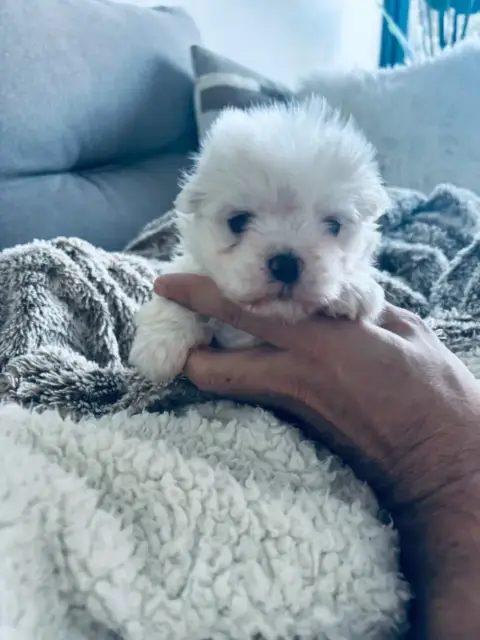 Bichon Maltais  Chiot 2 Jet Set'S Blue Star photo 3