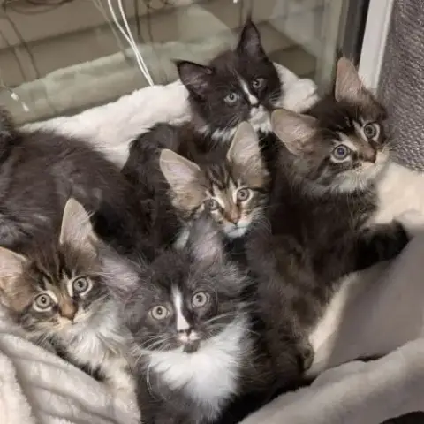 Chatons Maine Coon Femelles Loof