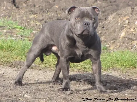 Staffordshire Bull Terrier  Bean Black Diamond photo 2
