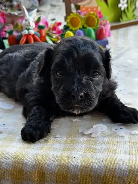 Bichon Havanais  Black Pearl Del Rey Rakashi photo 3