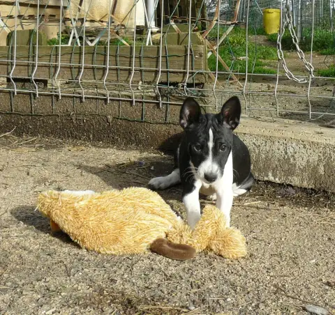 Basenji  Ayanda Nevali Çori