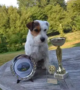 Parson Russell Terrier  Blueway Van Beck Des Folie'S  babc8 photo 2