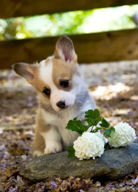 Welsh Corgi Pembroke  Chiot N°2 Des Jardins De Becky b65e9 photo 3