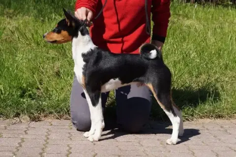 Basenji  Alaya Nevali Çori photo 2