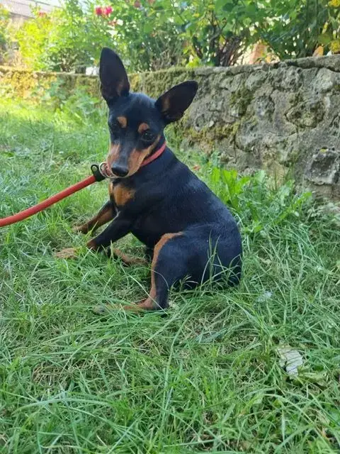 Pinscher Nain  Balma Angel Killer photo 3