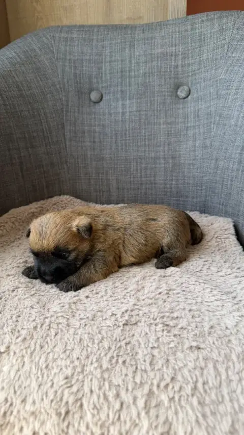 Cairn Terrier  Chiot 3 Du Banc Des Hermelles photo 2