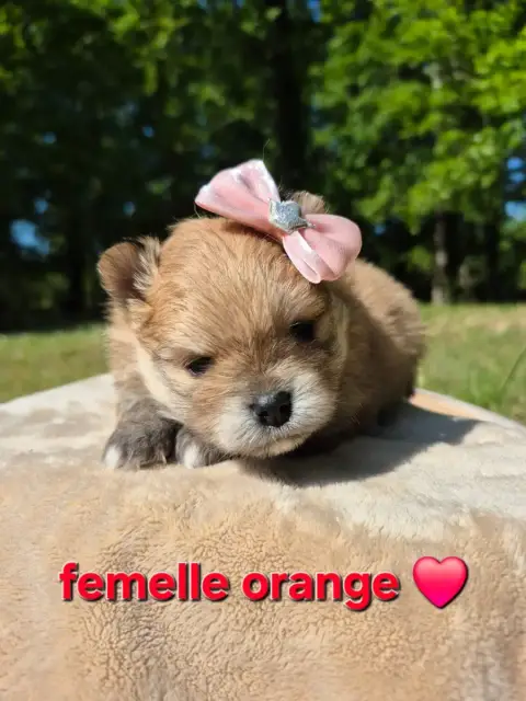Spitz Allemand  Chiot 2 photo 2
