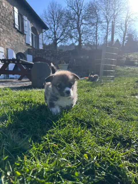 Welsh Corgi Pembroke  Bloom Des Murmures De La Foret dd72e photo 2