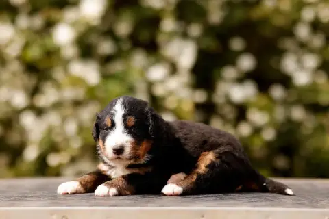 Bouvier Bernois  Chiot 9 De La Vallée De L'Hyrome
