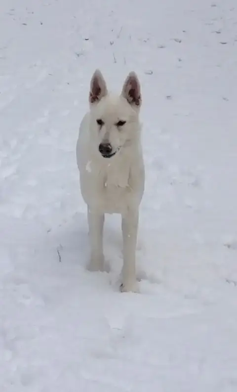 Berger Blanc Suisse  Björk Icelandic Joga D Antras Du 04f6b photo 3