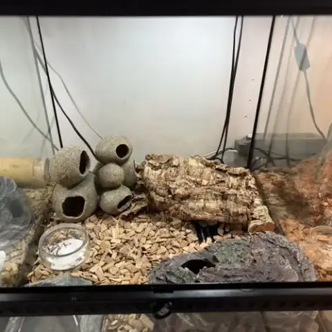 Terrarium Complet + Gecko Léopard