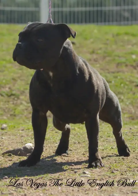 Staffordshire Bull Terrier  Chiot N°4 Staffordland photo 2