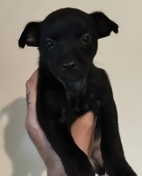 Chien Nu Mexicain  Barón Del Cartel Oneirataxia photo 3
