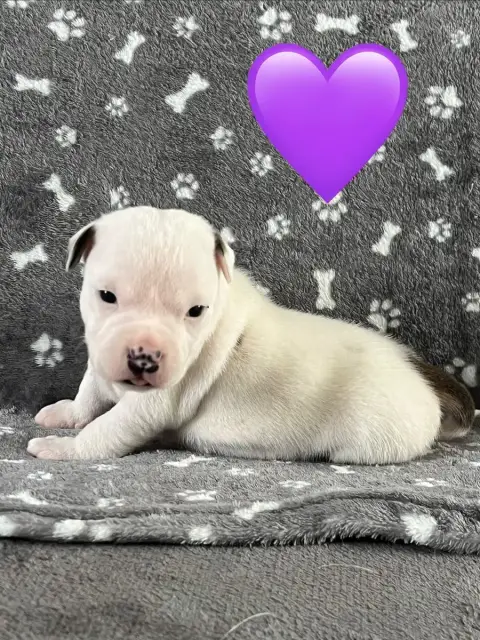 Staffordshire Bull Terrier  Chiot N°3 Du Centre Del M dca5a photo 2