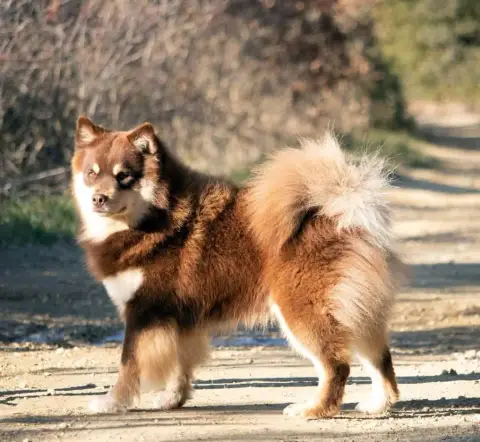 Chien Finnois De Laponie  Chiot photo 2