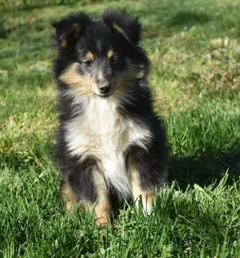 Shetland Sheepdog  Brise Noire photo 3