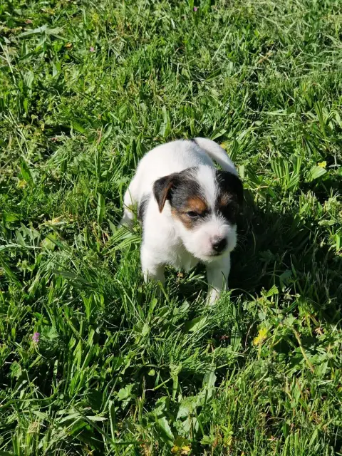 Parson Russell Terrier  B'Chetan De La Tribu De Kitch 712ad photo 2