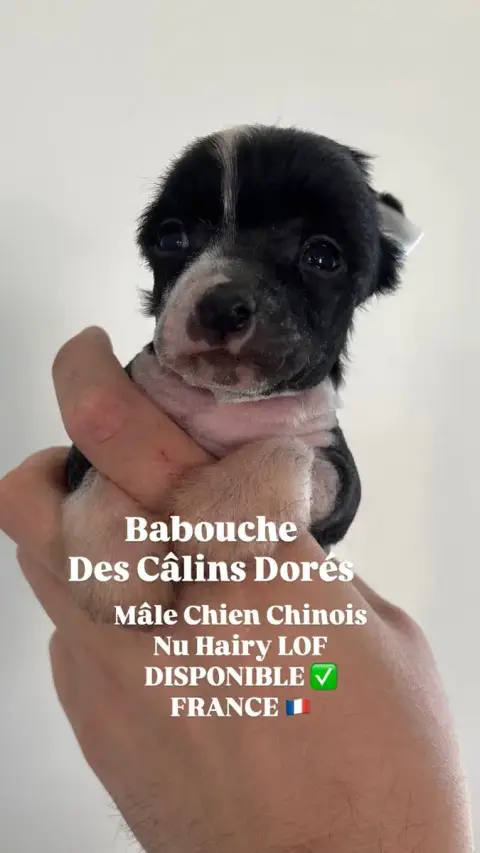 Chien Chinois À Crête  Babouche Des Câlins Dorés