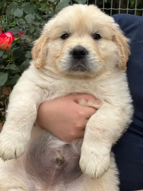 Golden Retriever  Vert photo 3