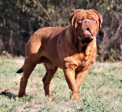 Dogue De Bordeaux  Banjo De L'Elite Royal Dog photo 3