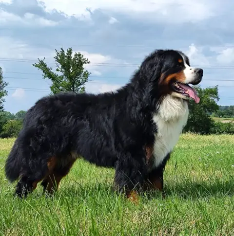 Bouvier Bernois  Chiot N°2 Du Paradis Du Domaine Du B 60d9f photo 2