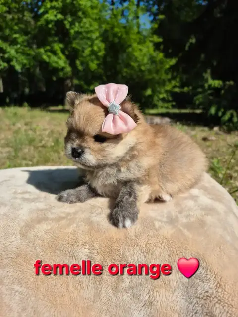 Spitz Allemand  Chiot 2 photo 3