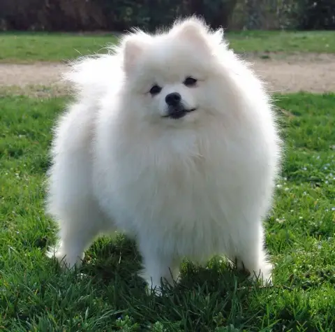 Spitz Allemand  Chiot N°2 De Mingyar photo 2