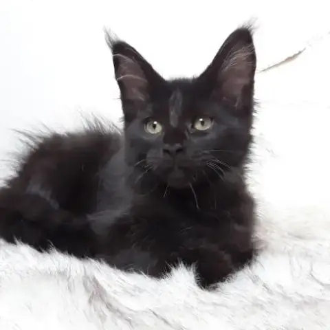 Arizona Chaton Maine Coon Avec Pedigree