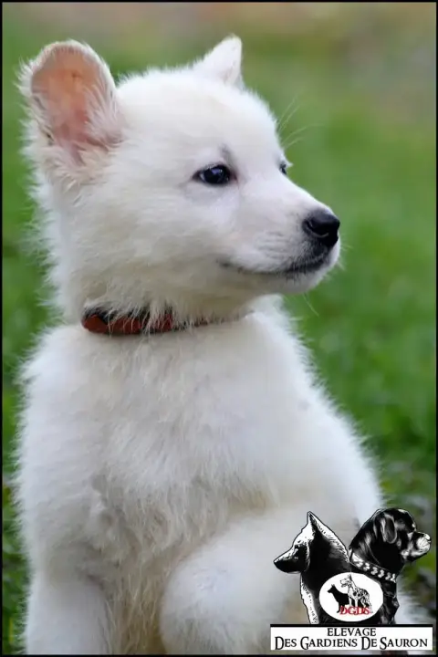 Berger Blanc Suisse  Ayzer Des Gardiens De Sauron photo 2