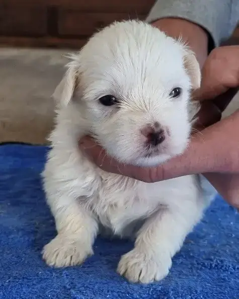 Coton De Tulear  Chiot N°2 Des Hirondelles Du Voyage b2b01 photo 3
