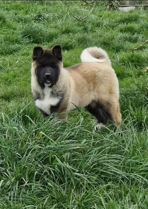 Akita Americain  Chiot photo 2