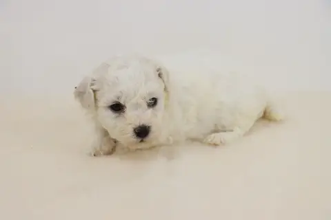 Bichon Frise  Chiot 4 De La Grande Equinoxe photo 2