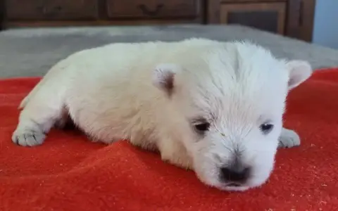 West Highland White Terrier  Chiot N°3 Des Hirondelle b9f7c