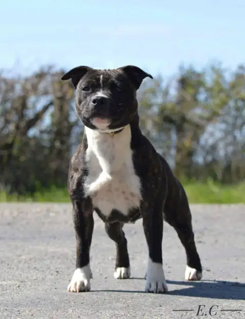 Staffordshire Bull Terrier  Baya De La Taniere Du Sta 2f5db photo 3