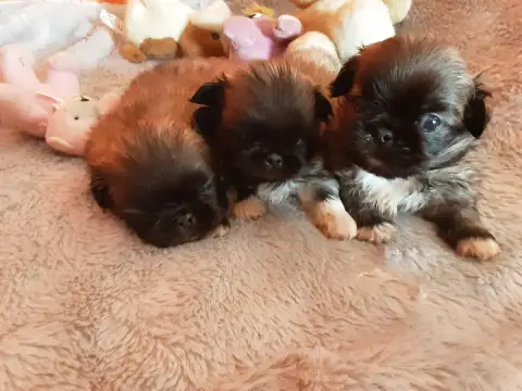 Pekinois  Alfa Des P'Tits Bouts D'Entrain