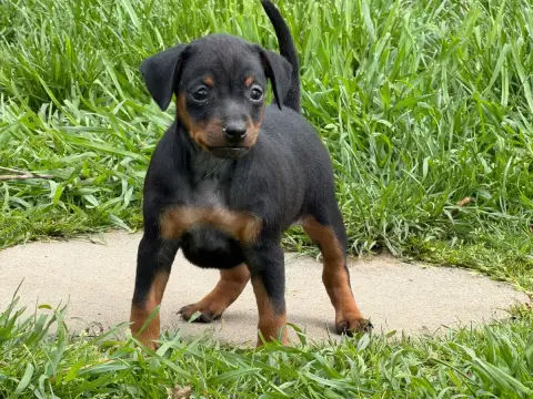 Pinscher Nain  Chiot N°1 Du Moulin De Madjurie