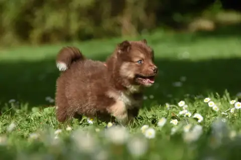 Chien Finnois De Laponie  Chiot N°8 Des Collines De S bdeb7 photo 2