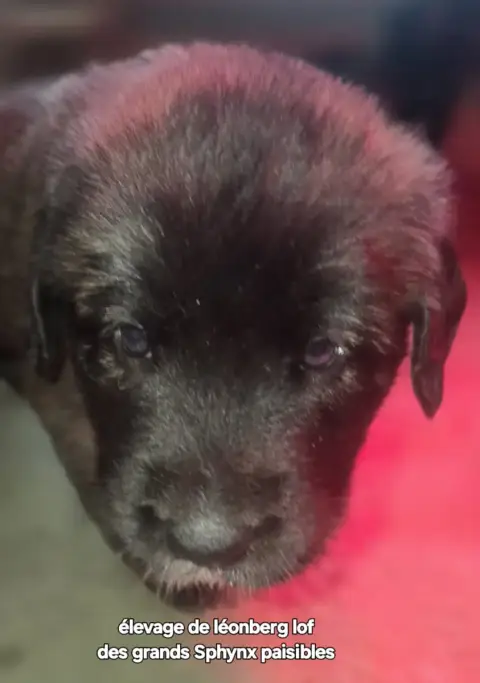 Leonberger  Chiot N°1 Grands Sphynx Paisibles