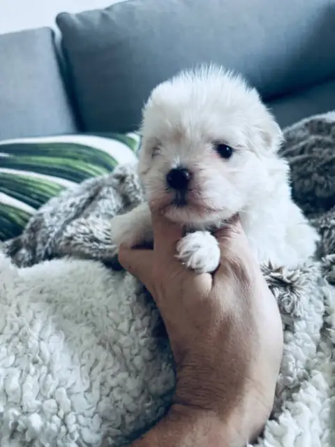 Bichon Maltais  Chiot 2 Jet Set'S Blue Star photo 2