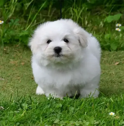 Coton De Tulear  Chiot N°2 De Dame Nature photo 3