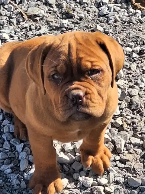 Dogue De Bordeaux  Best Of Holly'S Kingdom