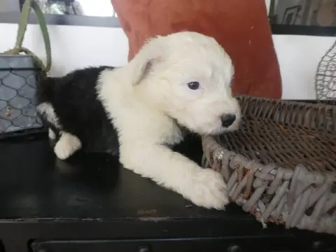 Bobtail  Chiot N°7 Of Mary People