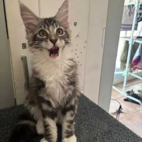 Chaton Maine Coon Loof Pedigree Disponible
