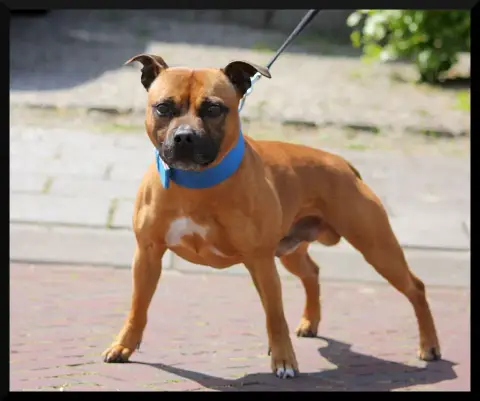 Staffordshire Bull Terrier  Chiot N°5 Oogie Boogie photo 2