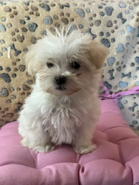 Coton De Tulear  Baya Du Hameau De Roxane photo 2